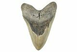 Serrated, Fossil Megalodon Tooth - Huge NC Meg #274759-1